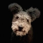 Pumi's Whimsical Expression