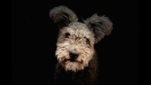 Pumi's Whimsical Expression