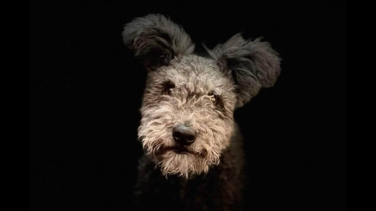 Pumi's Whimsical Expression