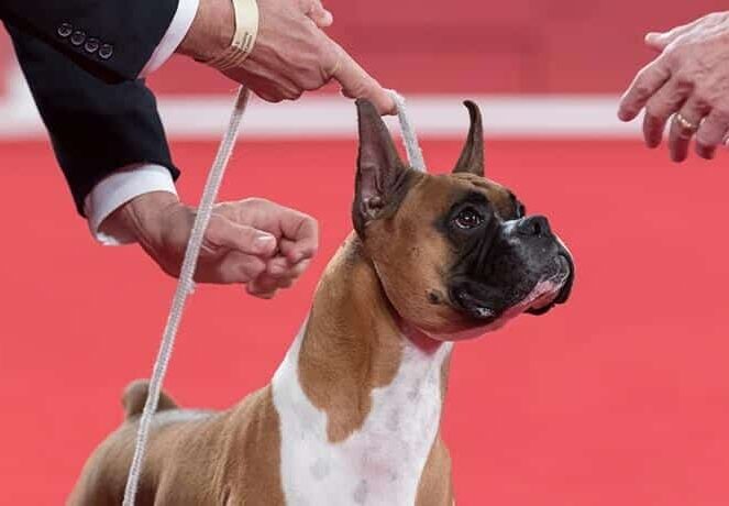 Working Group Dog Breeds - Boxer