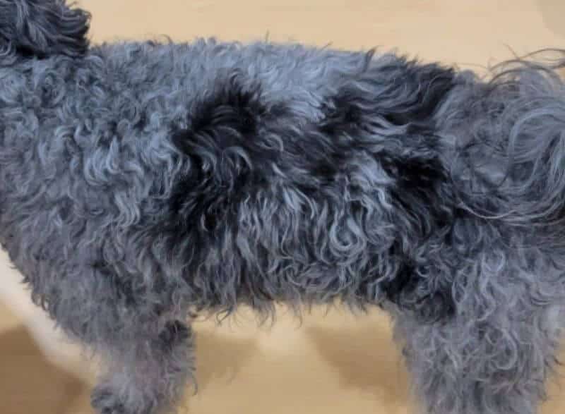 Gray Pumi whose skin has previously been damaged