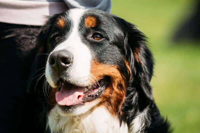 Bernese mountain dog head photo