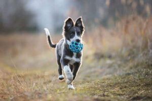 blue Border Collie puppy playing