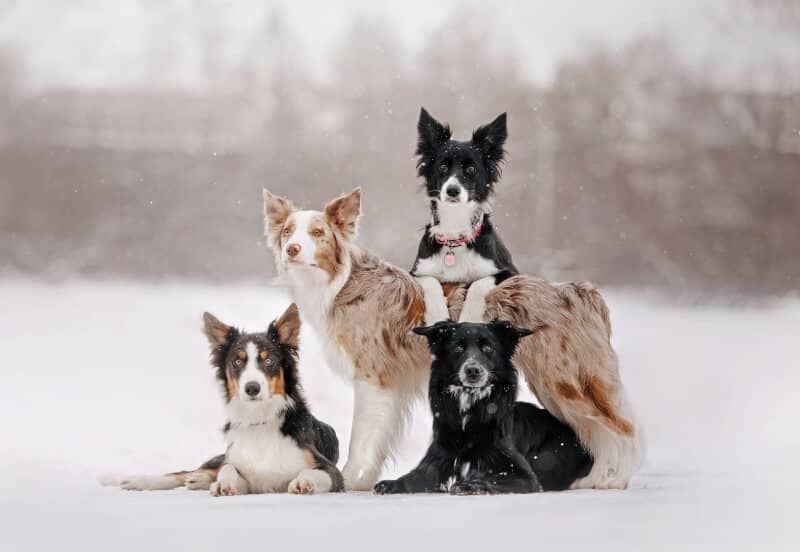 HERDING GROUP DOG BREEDS - Border Collie Appearance: Coat, Colors & Ears