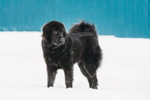 Working Group Dog Breeds - Newfoundland walking outsdoors in the snow