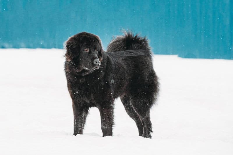 Working Group Dog Breeds - Newfoundland walking outsdoors in the snow