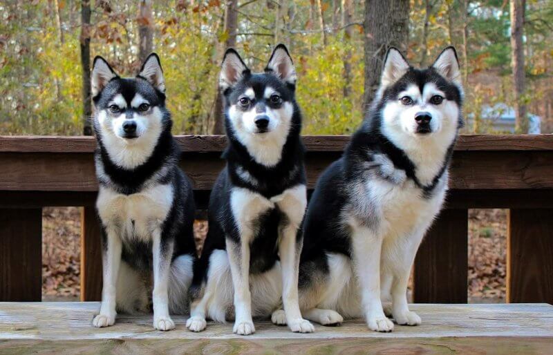 3 Alaskan Klee Kai dogs sitting on a wooden bench