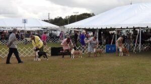 Dog show culture