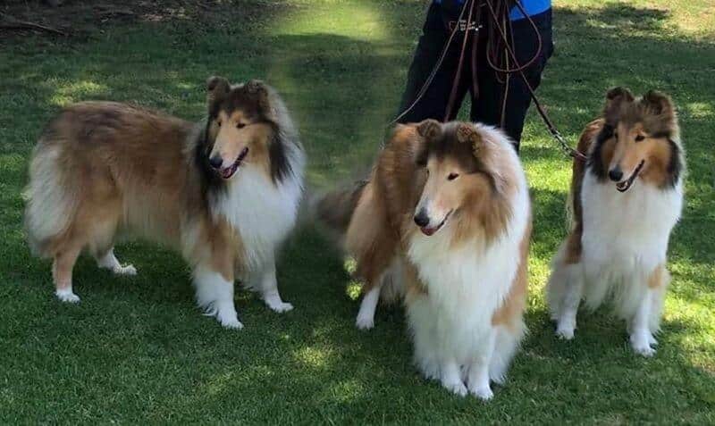 Gayle Kaye's three Collie dogs standing outside on grass