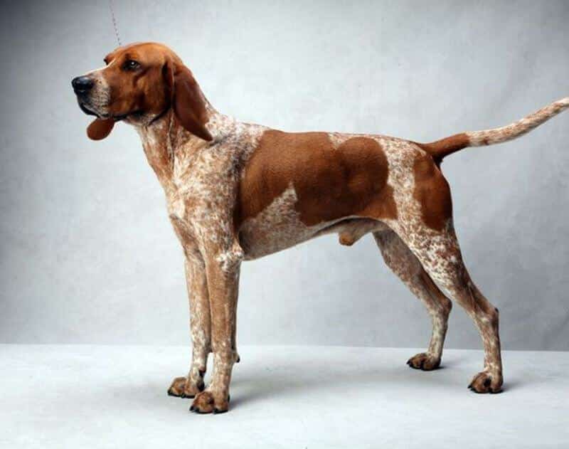 redtick coonhound puppy