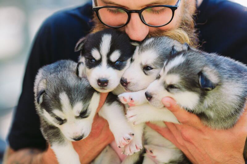 USDA Breeder holding 4 puppies