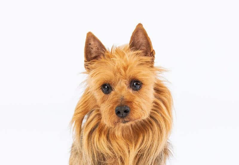AKC National Trick Dog Competition winner Australian Terrier “Maddie”