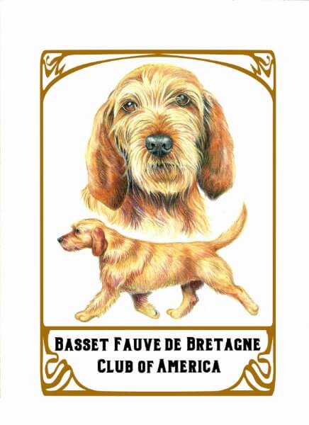Basset Fauve de Bretagne