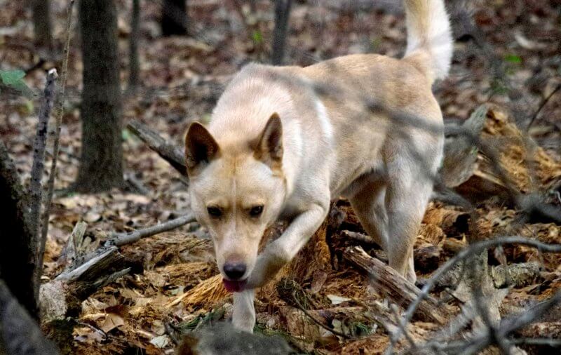 Carolina Dog in the woods