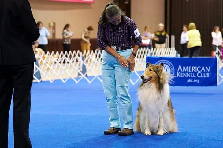 Collie Judge and exhibitor with Collie dog