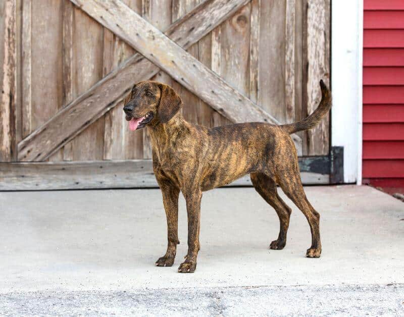 brindle plott hound standing outside a barn