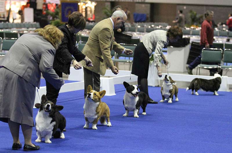 dog show learning