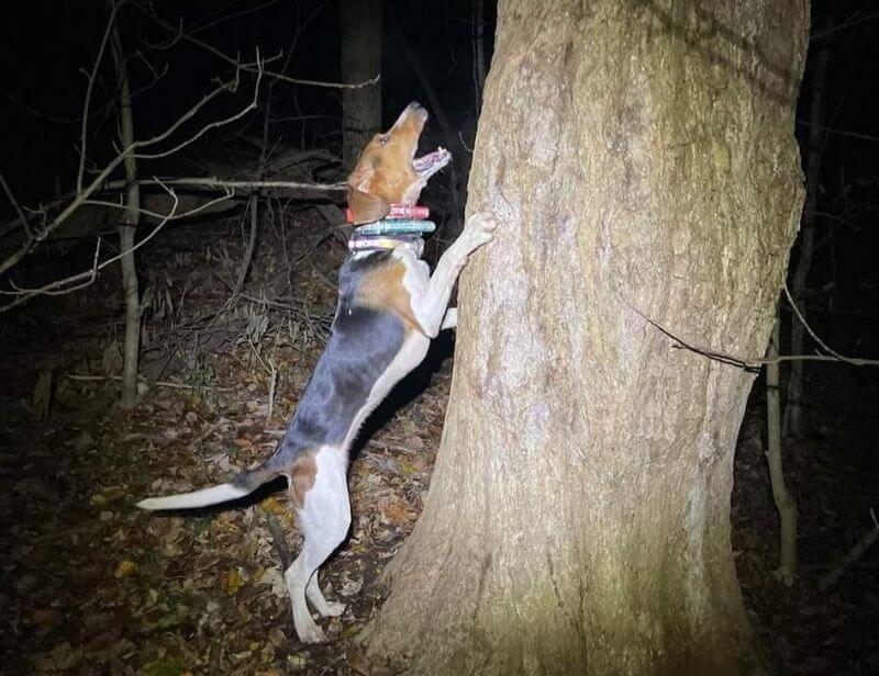 Coonhound nite hunts