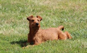 Mechele Thacker's Irish Terrier lying on grass