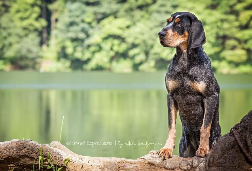 bluetick coonhound leaning on a tree