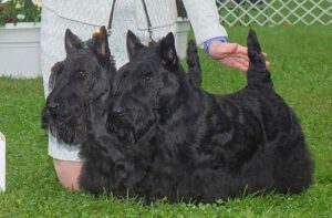 Kari Hill showing her 2 Scottish Terriers