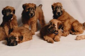 Marquee Soft Coated Wheaten Terriers