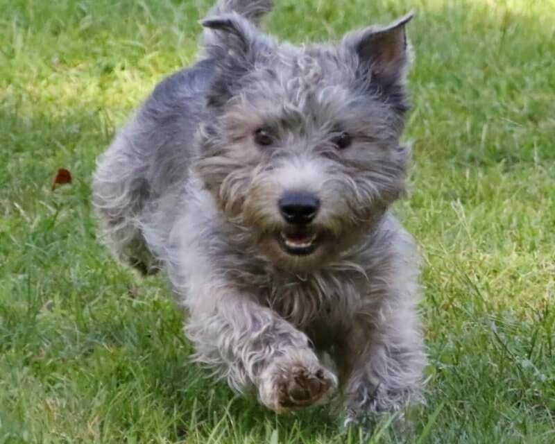 Jo Lynn's Glen of Imaal Terrier running on grass