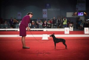 Trina Taylor with her Standard Manchester Terriers at a dog show