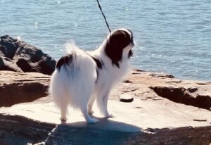 Japanese Chin standing on a rock on beach