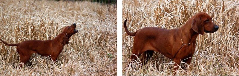 2 side-by-side photos of a Redbone Coonhound dog in a field