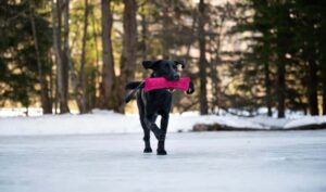 dog training, labrador retriever retrieving a dummy in winter