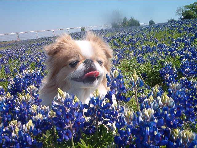 Japanese Chin "Wally" sitting in the field of flowers with only his head showing