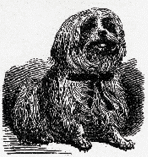 Havanese History: An 1860 engraving from France showing the Petit Chien Havane (Little Dog of Havana). 