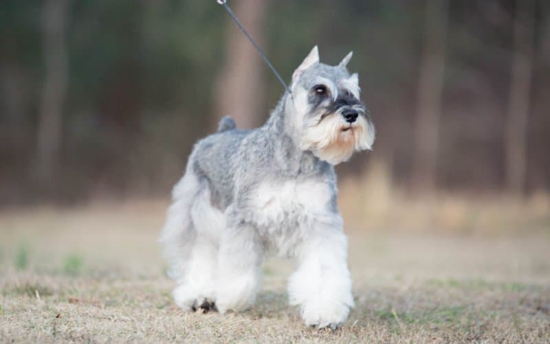 Bergit Coady-Kabel was the breed judge for Miniature Schnauzer dogs