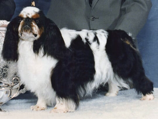 Ch. Debonaire Double Jeopardy – bred and owned by Deb Bowman and shown by Ron Fabis. Multi BIS winner and BISS winner at the ETSCA specialty, winning twice. He, along with Curtis, won the National BOV three times, always against each other. Alex won BIS twice and Curtis once. Two lovely dogs battling it out three years in a row is pretty special to see.