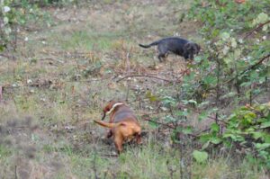 2 dachshund dogs at a field trial