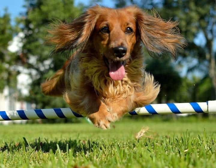 front photo of a Dachshund dog running on grass