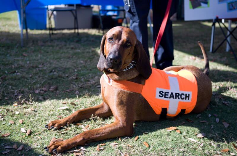 dogs decontamination Hound search dog