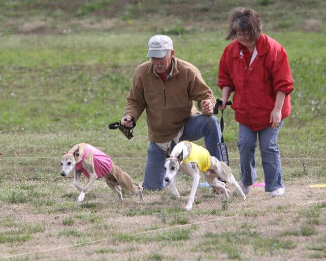 Whippet lure coursing