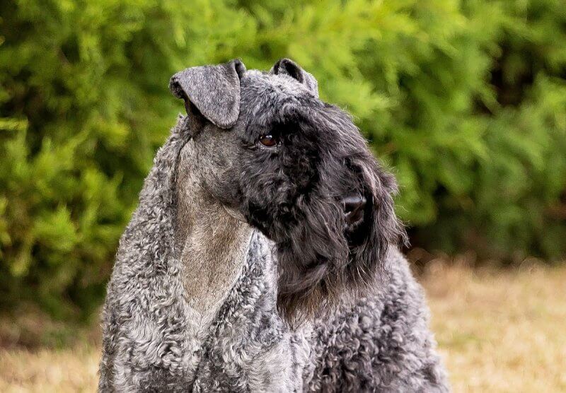 Lydia Coleman Hutchinson was the breed judge for Kerry Blue Terrier dogs