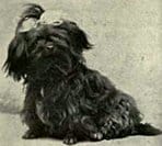 Havanese History: Poulka de Dieghem, a chestnut brown bitch, was exhibited at the Tuileries in Paris in 1907. 