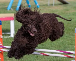 irish water spaniel jumping over an obstacle