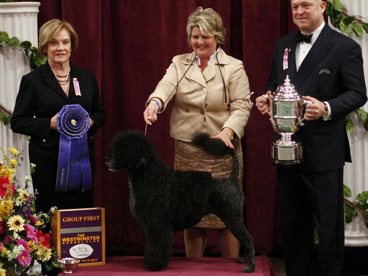 Portuguese Water Dog Ladybug after winning the Working Group at westminster kennel club dog show