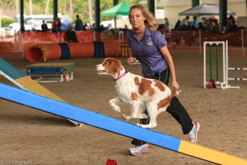 Dog sports - agility