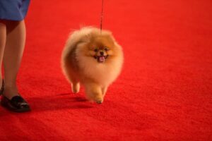 2022 National Dog Show on Thanksgiving Day