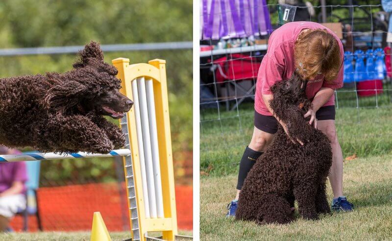 2 combined images, left: irish water spaniel jumping over an obstacle, right: irish water spaniel with her handler