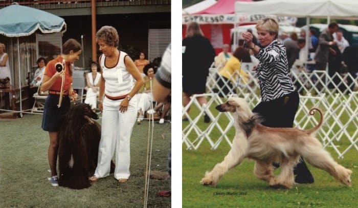 Left: Sandy and Gini with CH Panjhet of Stormhill, BOB 1973 Afghan Hound Club of America National Specialty - Right: Multi BIS &amp; SBIS AM &amp; CAN GCH Stormhill’s Sweet Dreams at Raffica, “Ella”