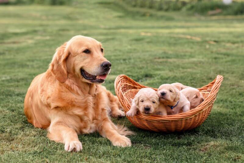 breeder questions golden retriever with her puppies laying on grass