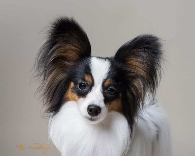 Papillon dog