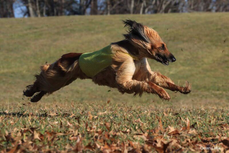 Afghan Hound lure coursing